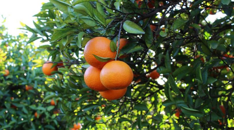 Orangen an der Algarve