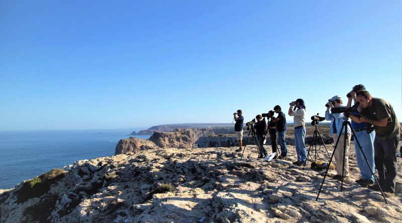 Vogelbeobachtung im Oktober an der Algarve bei Sagres