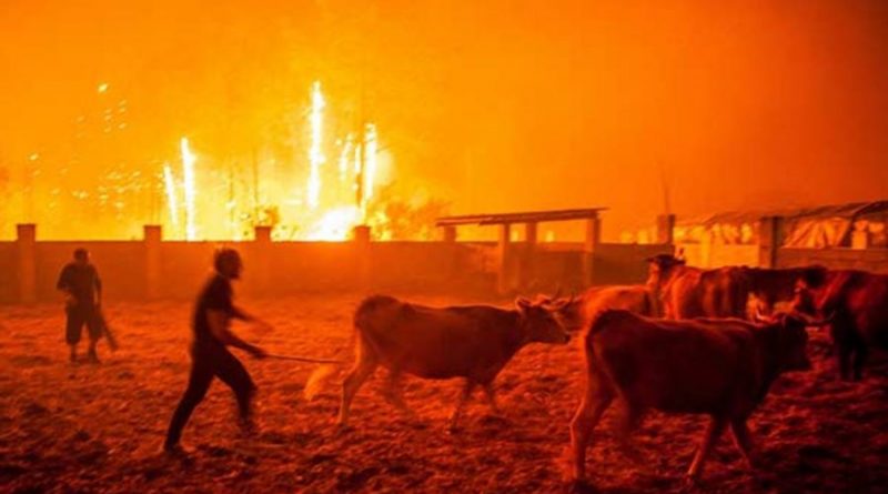 Waldbrand-Tragödie im Jahr 2017 in Portugal
