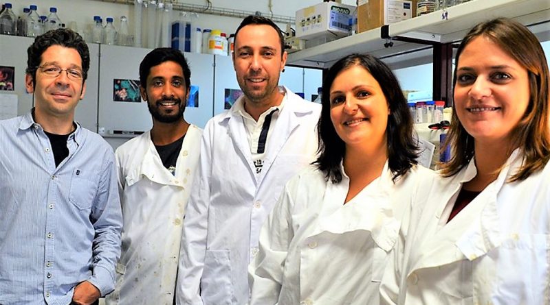 Algarve-Forscher um Prof. Rui Martinho identifizierten ein wichtiges Protein für die Fortpflanzung