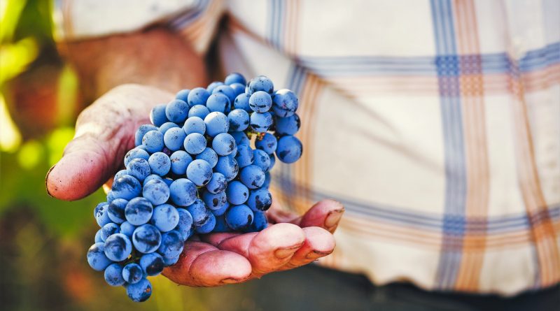 Algarve-Weine sind von südlicher Sonne verwöhnt