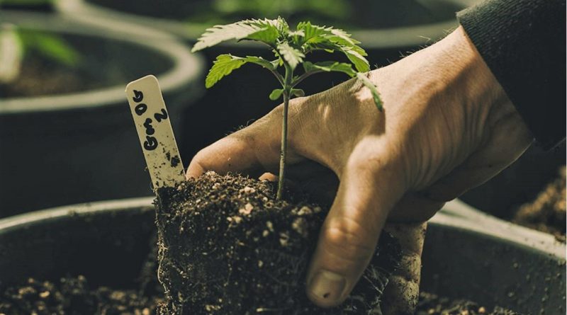Cannabis wird im Alentejo in Portugal für medizinische Zwecken angebaut