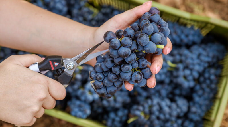 Jahrgang 2019 wird an Algarve und im Alentejo guten Wein bringen